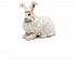 Ангорский кролик  - миниатюра №1